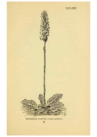 Reproducción/Reproduction 7248323148: How to know the wild flowers :. New York :Scribner's,1893.
