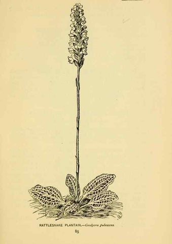 Reproducción/Reproduction 7248323148: How to know the wild flowers :. New York :Scribner's,1893.