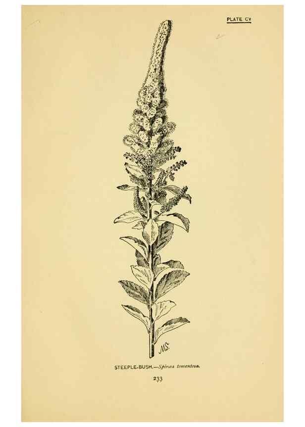 Reproducción/Reproduction 7248360656: How to know the wild flowers :. New York :Scribner's,1893.