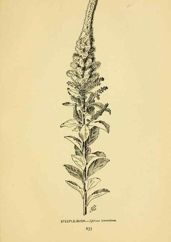 Reproducción/Reproduction 7248360656: How to know the wild flowers :. New York :Scribner's,1893.