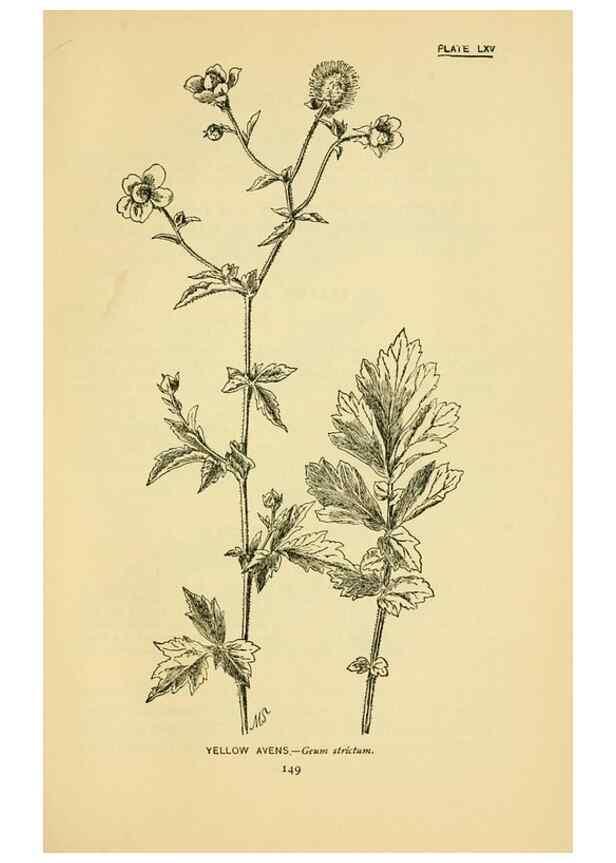 Reproducción/Reproduction 7248339472: How to know the wild flowers :. New York :Scribner's,1893.