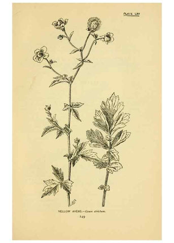 Reproducción/Reproduction 7248339472: How to know the wild flowers :. New York :Scribner's,1893.
