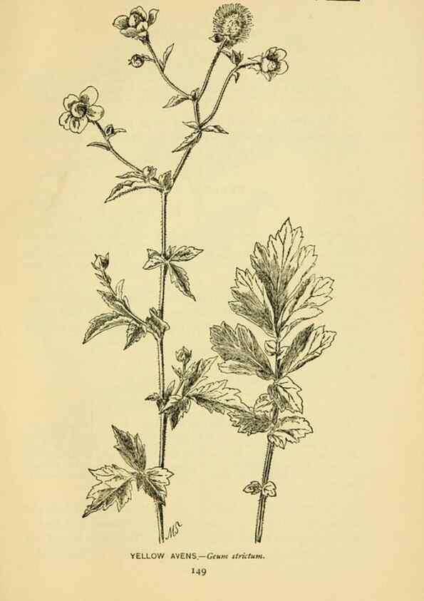 Reproducción/Reproduction 7248339472: How to know the wild flowers :. New York :Scribner's,1893.