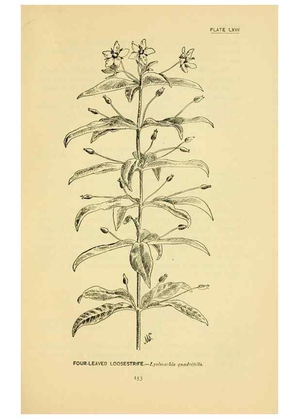 Reproducción/Reproduction 7248341200: How to know the wild flowers :. New York :Scribner's,1893.