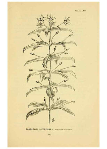 Reproducción/Reproduction 7248341200: How to know the wild flowers :. New York :Scribner's,1893.