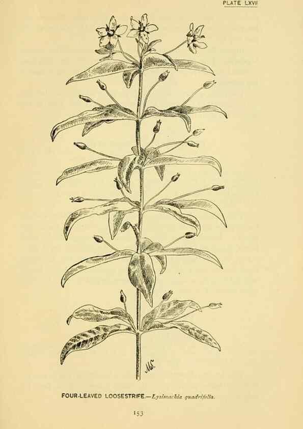 Reproducción/Reproduction 7248341200: How to know the wild flowers :. New York :Scribner's,1893.