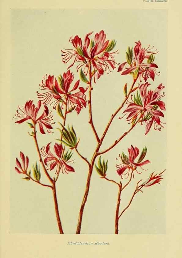 Reproducción/Reproduction 7248352262: How to know the wild flowers :. New York :Scribner's,1893.