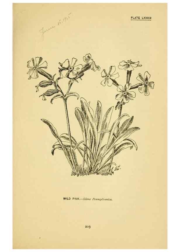 Reproducción/Reproduction 7248352798: How to know the wild flowers :. New York :Scribner's,1893.