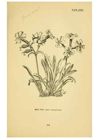 Reproducción/Reproduction 7248352798: How to know the wild flowers :. New York :Scribner's,1893.