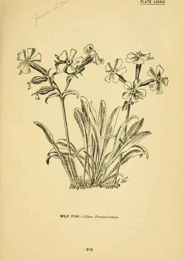 Reproducción/Reproduction 7248352798: How to know the wild flowers :. New York :Scribner's,1893.
