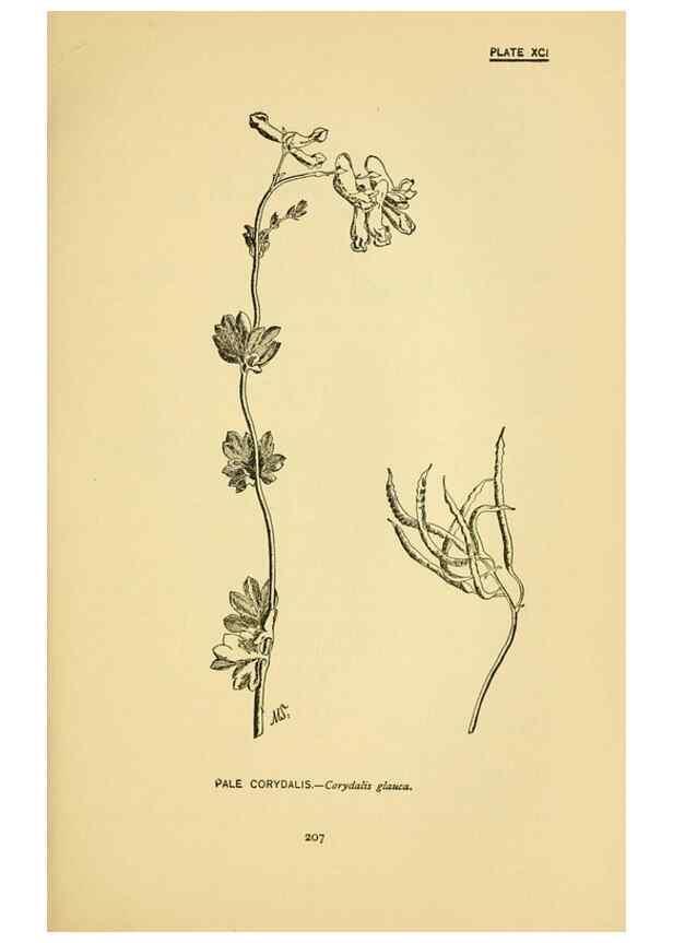 Reproducción/Reproduction 7248353188: How to know the wild flowers :. New York :Scribner's,1893.