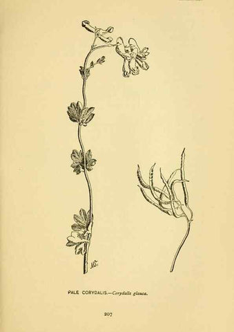 Reproducción/Reproduction 7248353188: How to know the wild flowers :. New York :Scribner's,1893.