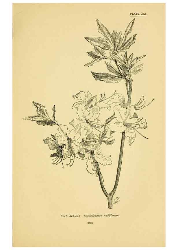 Reproducción/Reproduction 7248353744: How to know the wild flowers :. New York :Scribner's,1893.