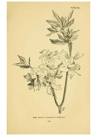 Reproducción/Reproduction 7248353744: How to know the wild flowers :. New York :Scribner's,1893.