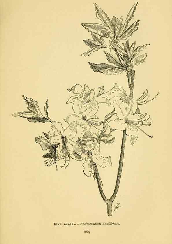 Reproducción/Reproduction 7248353744: How to know the wild flowers :. New York :Scribner's,1893.