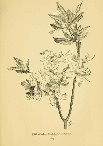 Reproducción/Reproduction 7248353744: How to know the wild flowers :. New York :Scribner's,1893.