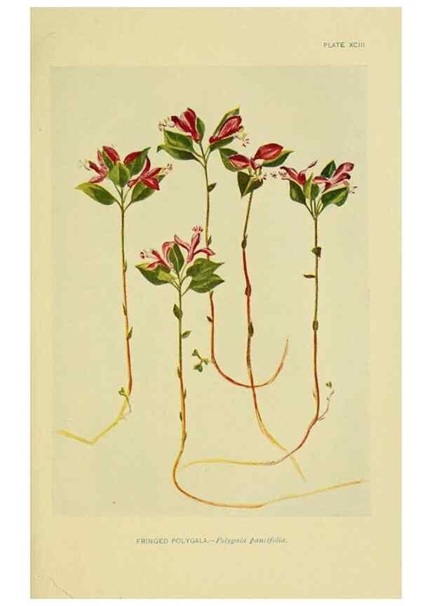 Reproducción/Reproduction 7248354262: How to know the wild flowers :. New York :Scribner's,1893.