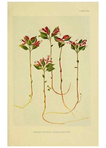 Reproducción/Reproduction 7248354262: How to know the wild flowers :. New York :Scribner's,1893.