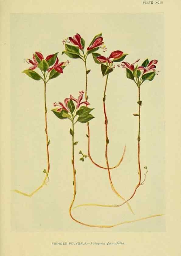 Reproducción/Reproduction 7248354262: How to know the wild flowers :. New York :Scribner's,1893.