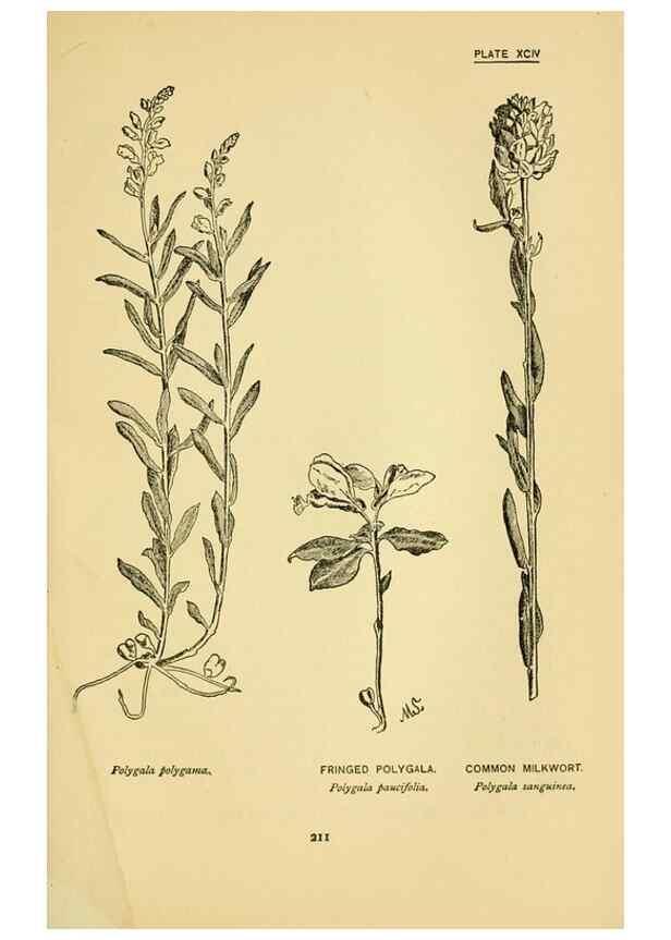 Reproducción/Reproduction 7248354716: How to know the wild flowers :. New York :Scribner's,1893.