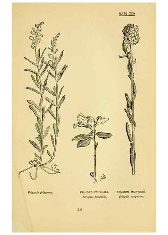Reproducción/Reproduction 7248354716: How to know the wild flowers :. New York :Scribner's,1893.