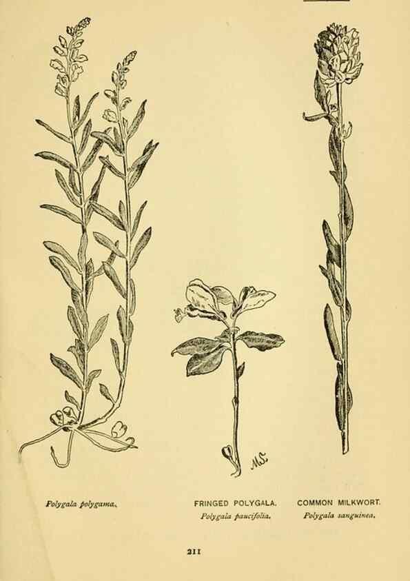 Reproducción/Reproduction 7248354716: How to know the wild flowers :. New York :Scribner's,1893.