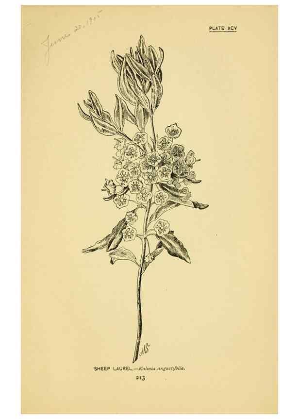 Reproducción/Reproduction 7248355200: How to know the wild flowers :. New York :Scribner's,1893.