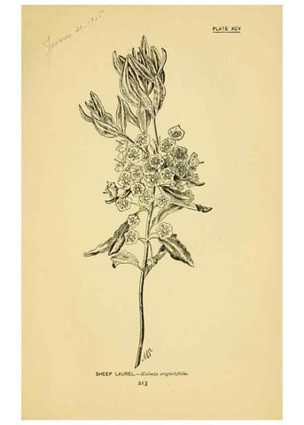 Reproducción/Reproduction 7248355200: How to know the wild flowers :. New York :Scribner's,1893.