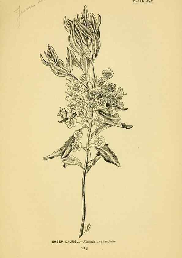 Reproducción/Reproduction 7248355200: How to know the wild flowers :. New York :Scribner's,1893.