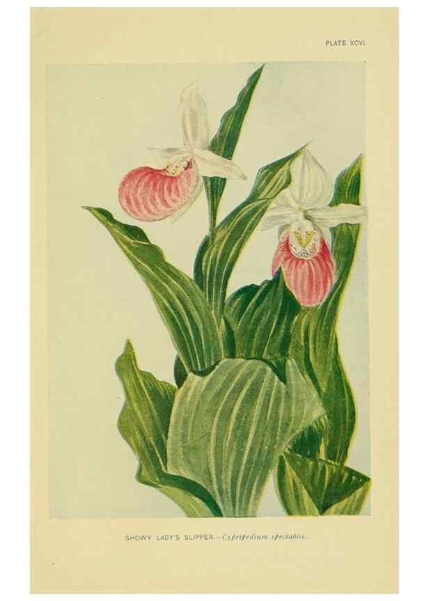 Reproducción/Reproduction 7248355752: How to know the wild flowers :. New York :Scribner's,1893.