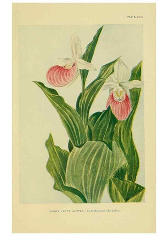 Reproducción/Reproduction 7248355752: How to know the wild flowers :. New York :Scribner's,1893.