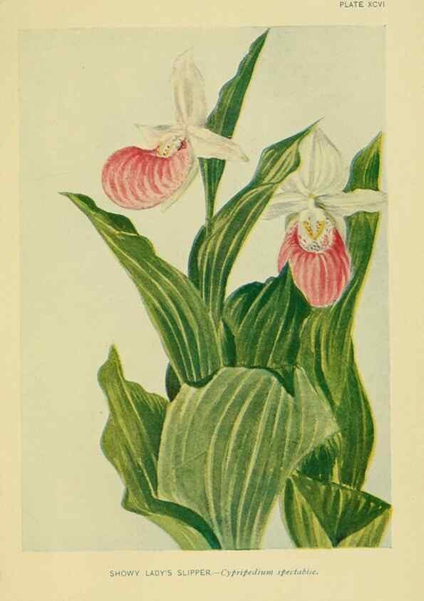 Reproducción/Reproduction 7248355752: How to know the wild flowers :. New York :Scribner's,1893.