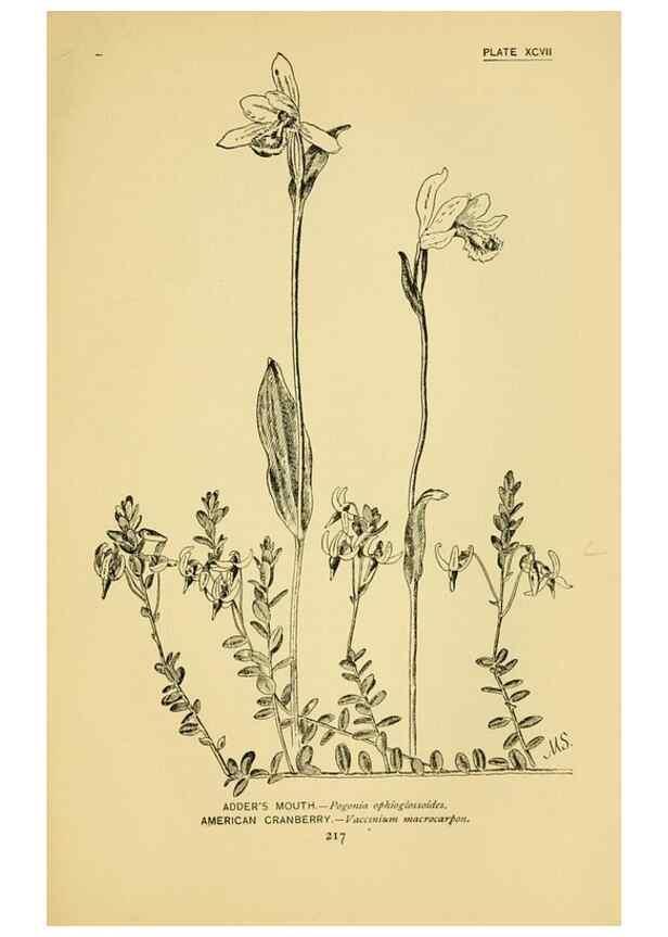 Reproducción/Reproduction 7248356280: How to know the wild flowers :. New York :Scribner's,1893.