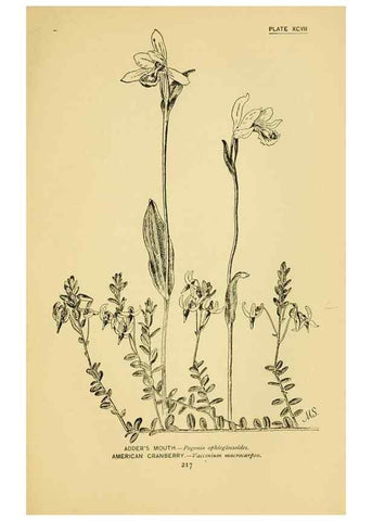 Reproducción/Reproduction 7248356280: How to know the wild flowers :. New York :Scribner's,1893.