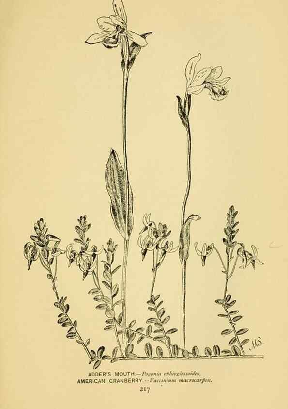 Reproducción/Reproduction 7248356280: How to know the wild flowers :. New York :Scribner's,1893.