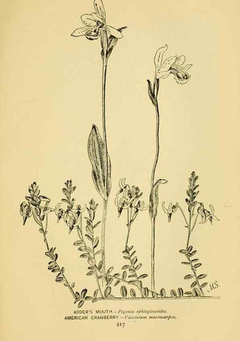 Reproducción/Reproduction 7248356280: How to know the wild flowers :. New York :Scribner's,1893.