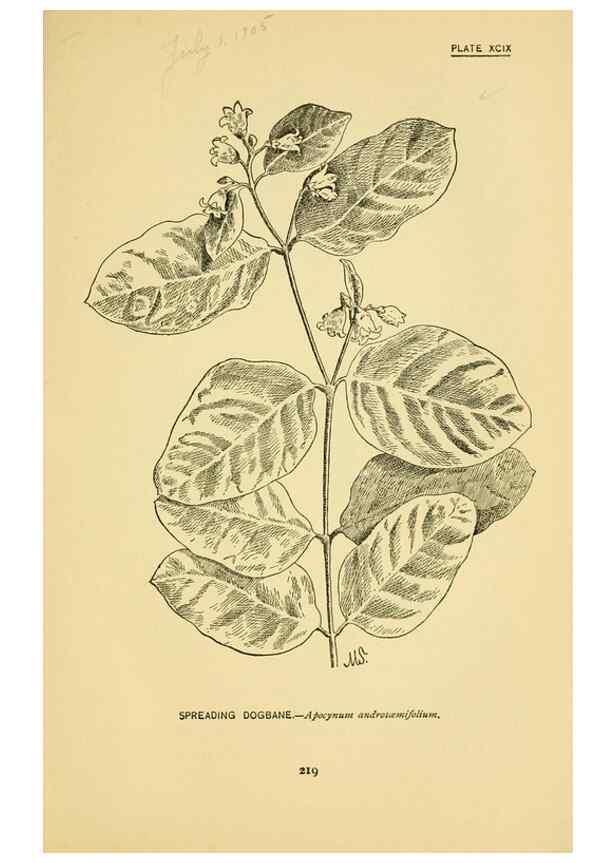 Reproducción/Reproduction 7248357434: How to know the wild flowers :. New York :Scribner's,1893.