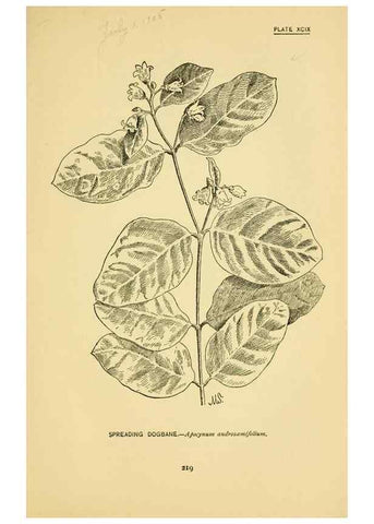 Reproducción/Reproduction 7248357434: How to know the wild flowers :. New York :Scribner's,1893.