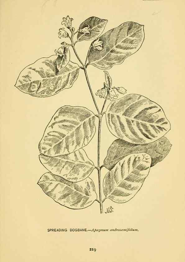 Reproducción/Reproduction 7248357434: How to know the wild flowers :. New York :Scribner's,1893.