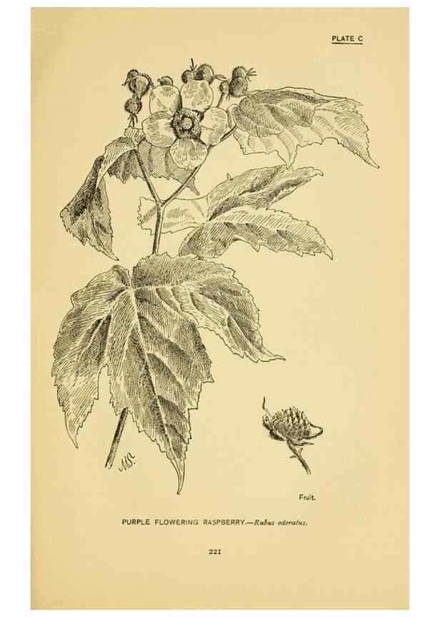 Reproducción/Reproduction 7248358106: How to know the wild flowers :. New York :Scribner's,1893.