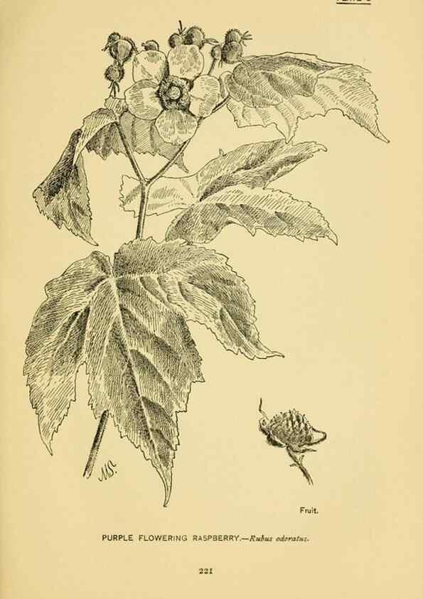 Reproducción/Reproduction 7248358106: How to know the wild flowers :. New York :Scribner's,1893.