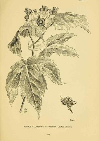 Reproducción/Reproduction 7248358106: How to know the wild flowers :. New York :Scribner's,1893.