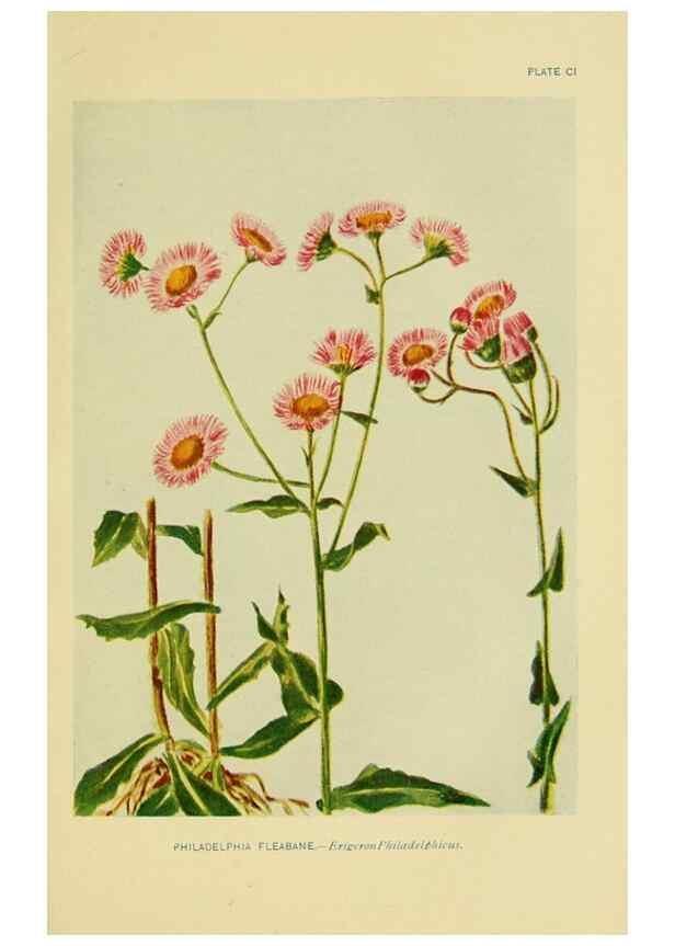 Reproducción/Reproduction 7248358882: How to know the wild flowers :. New York :Scribner's,1893.