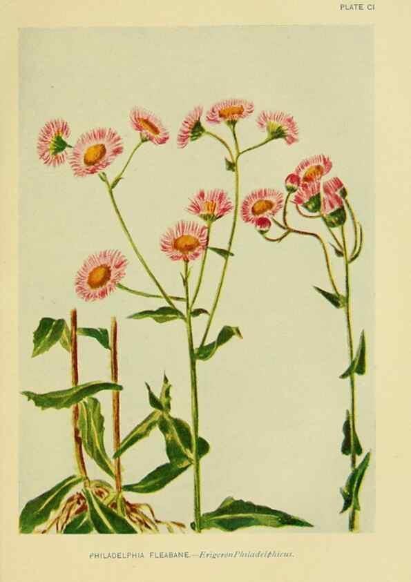 Reproducción/Reproduction 7248358882: How to know the wild flowers :. New York :Scribner's,1893.