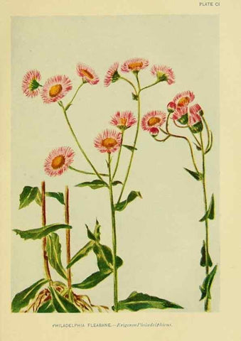 Reproducción/Reproduction 7248358882: How to know the wild flowers :. New York :Scribner's,1893.