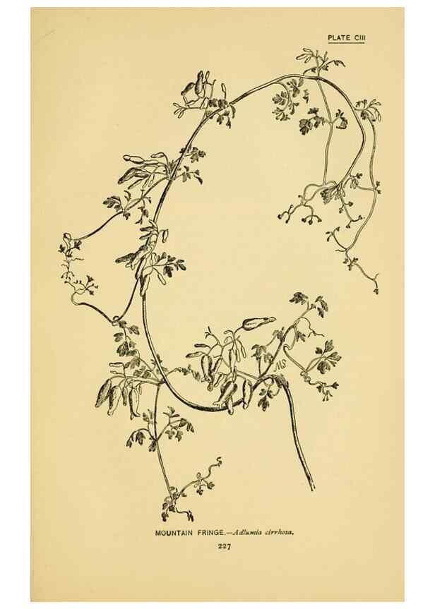Reproducción/Reproduction 7248359886: How to know the wild flowers :. New York :Scribner's,1893.