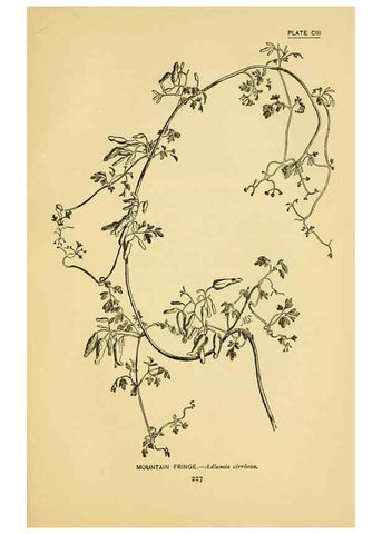Reproducción/Reproduction 7248359886: How to know the wild flowers :. New York :Scribner's,1893.