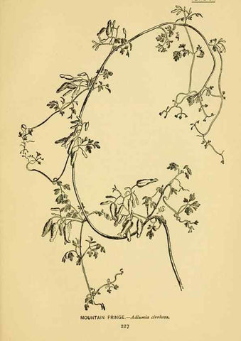 Reproducción/Reproduction 7248359886: How to know the wild flowers :. New York :Scribner's,1893.