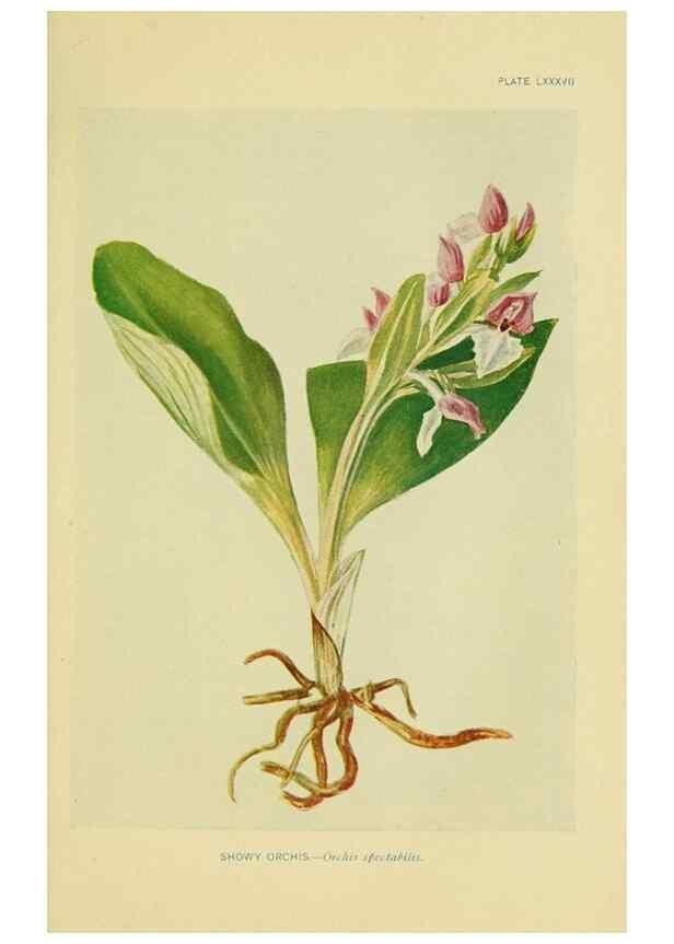 Reproducción/Reproduction 7248351744: How to know the wild flowers :. New York :Scribner's,1893.