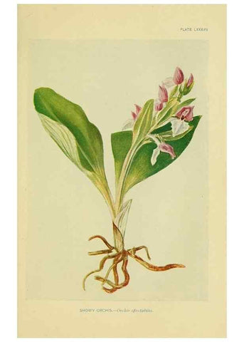 Reproducción/Reproduction 7248351744: How to know the wild flowers :. New York :Scribner's,1893.